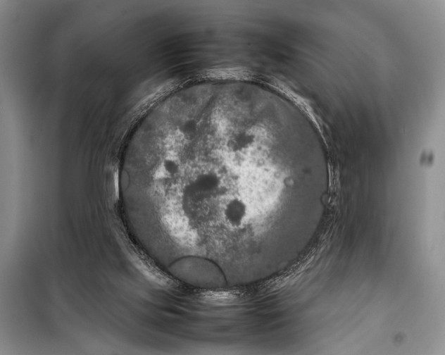 X0000098120061200804181531
