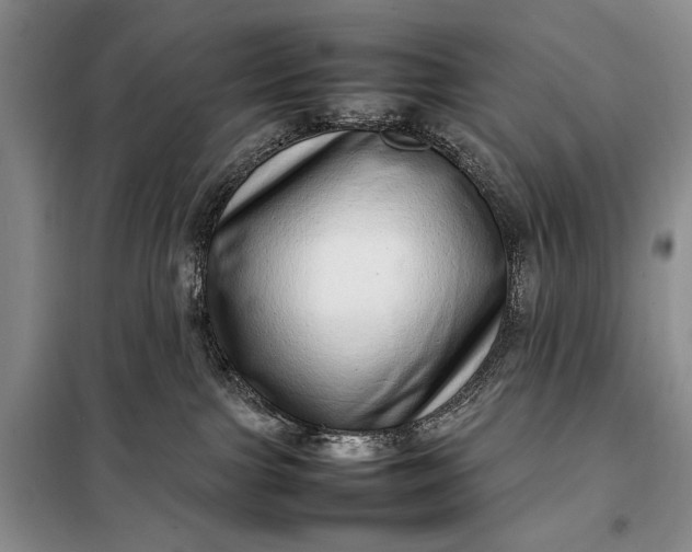 X0000098120091200804181532