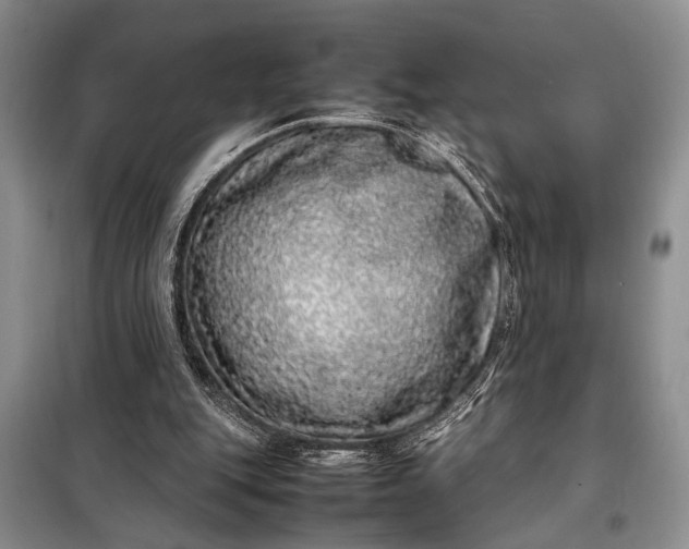 X0000098120151200804181530
