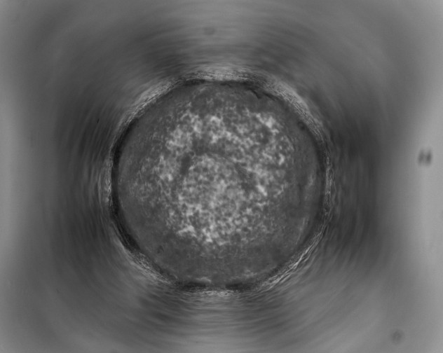 X0000098120202200804181529