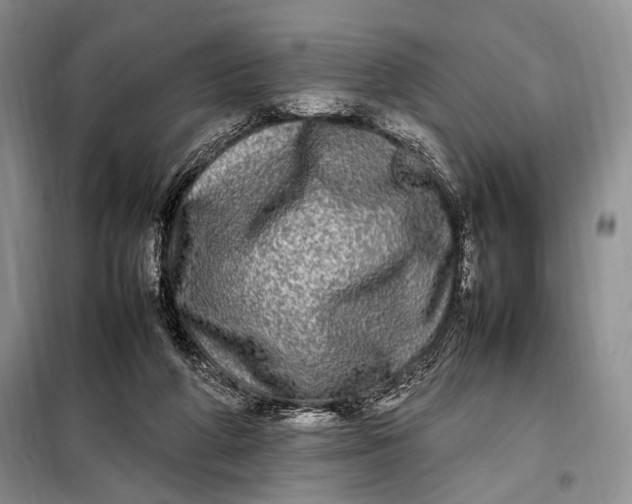 X0000098120210200804181529