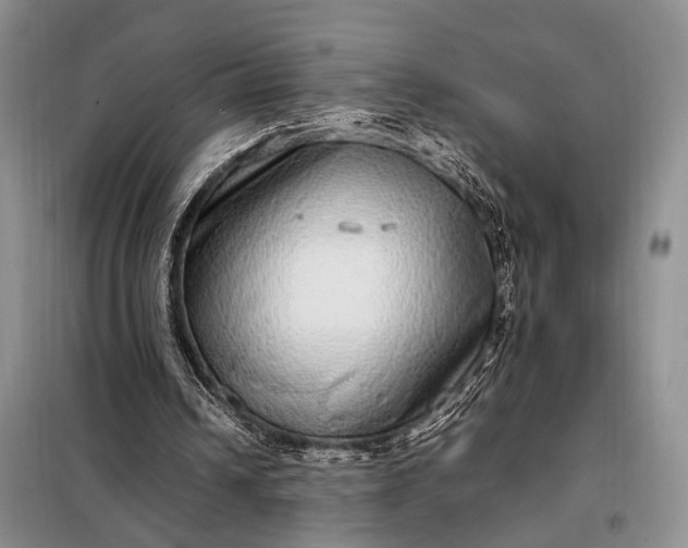X0000098120242200804181528