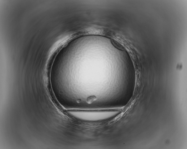 X0000098120245200804181528