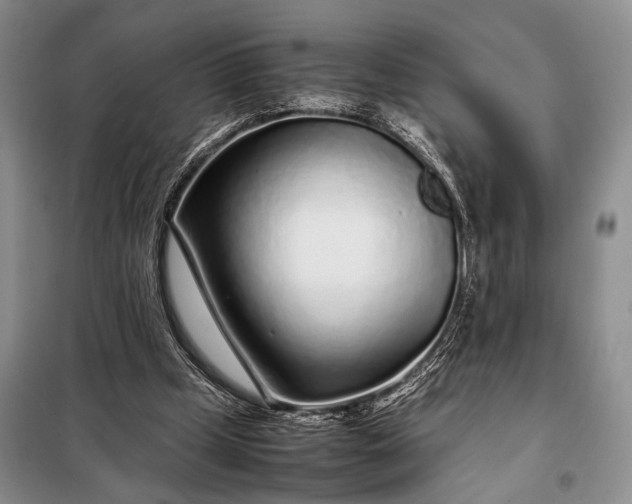 X0000098120249200804181528
