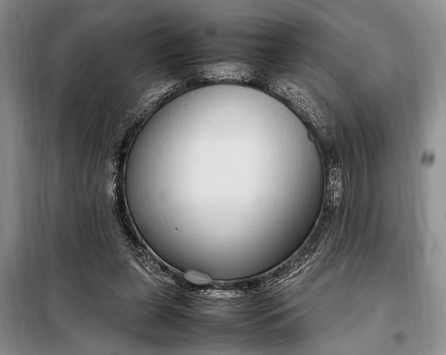 X0000098120255200804181528