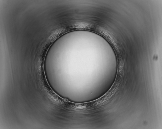 X0000098120257200804181528