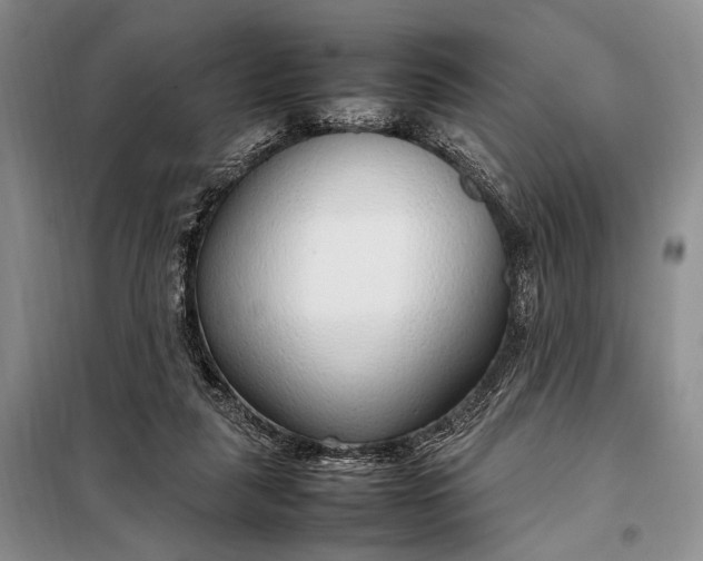 X0000098120259200804181528