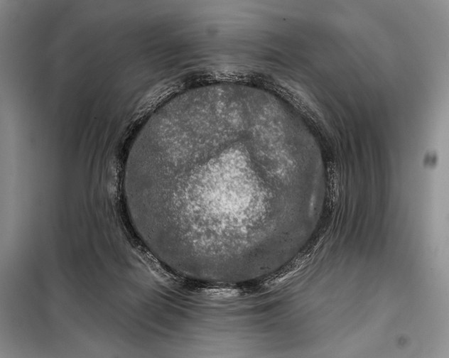 X0000098120266200804181528