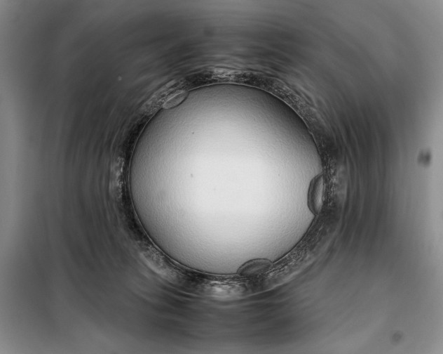 X0000098120275200804181528