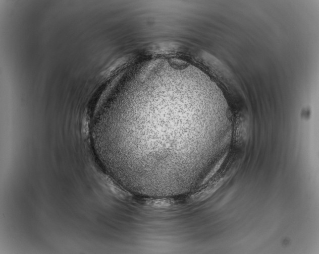 X0000098120282200804181529