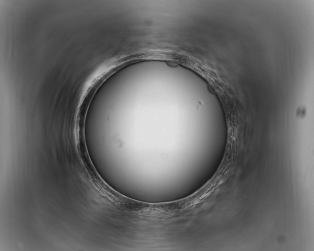 X0000098120294200804181528