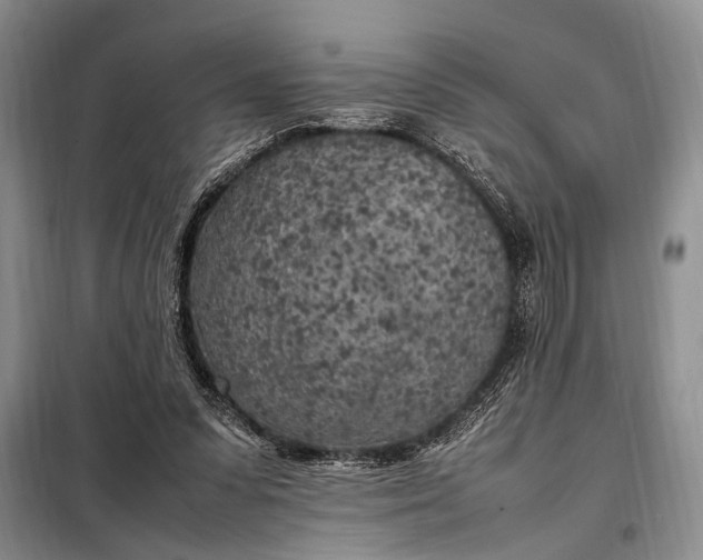 X0000098120303200804181528