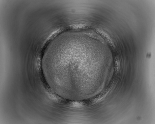 X0000098120308200804181527