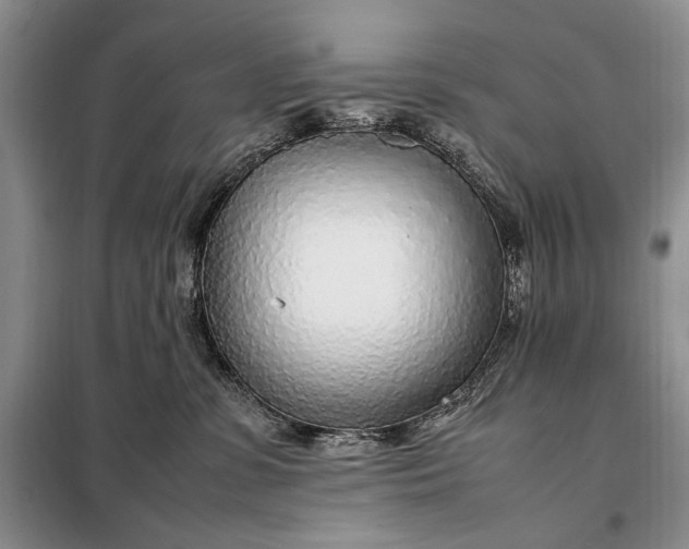 X0000098120331200804181527
