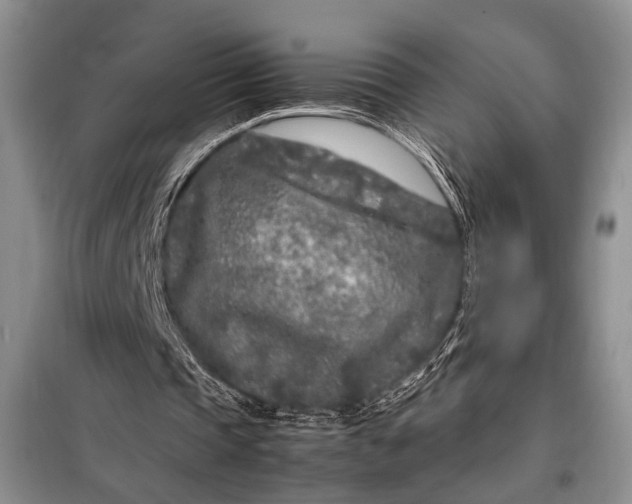 X0000098120337200804181526