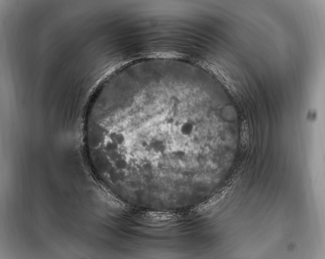 X0000098120351200804181526