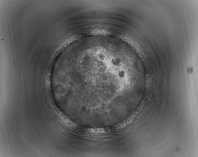 X0000098120353200804181526