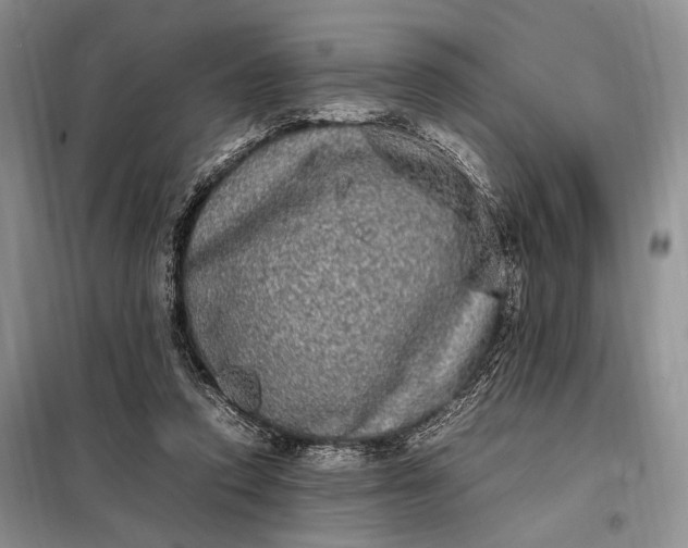 X0000098120354200804181526