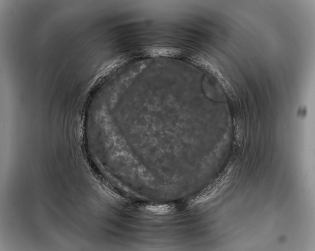 X0000098120357200804181527