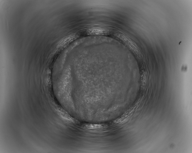 X0000098120361200804181527