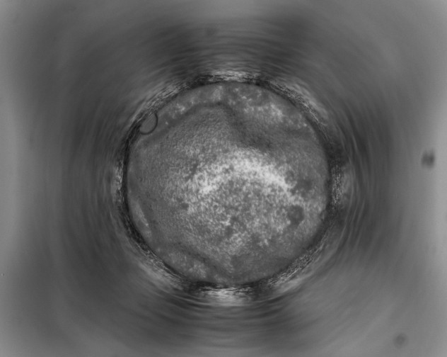 X0000098120365200804181527