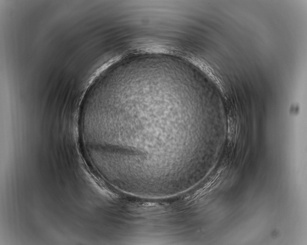 X0000098120390200804181526