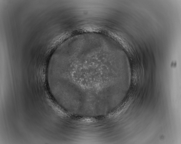 X0000098120402200804181526