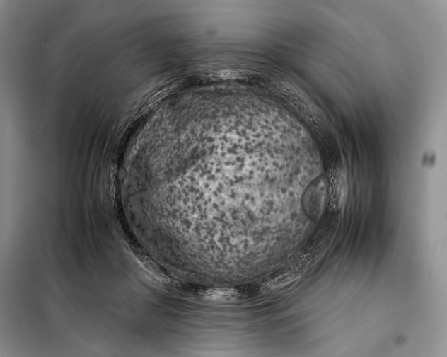 X0000098120410200804181526