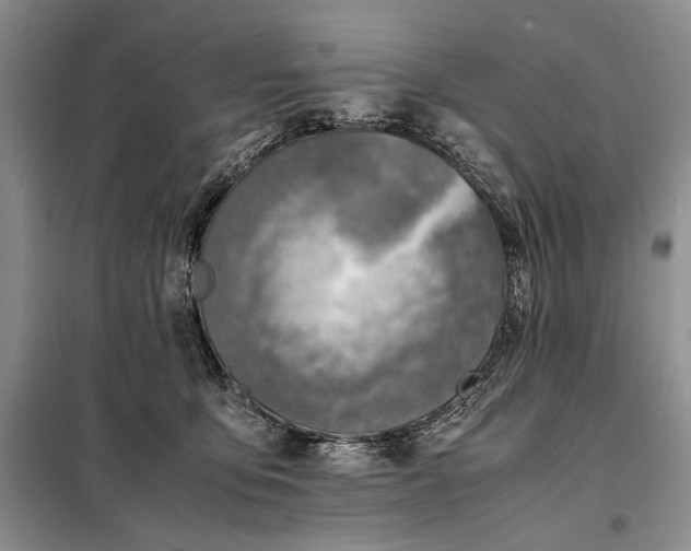 X0000098120419200804181526
