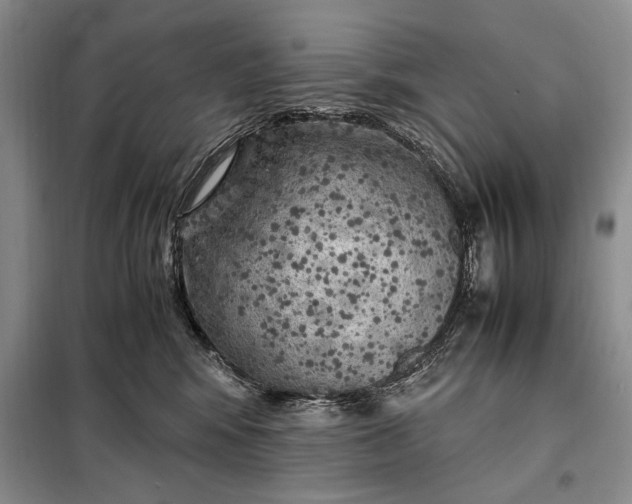 X0000098120424200804181526