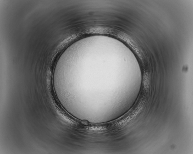 X0000098120445200804181525