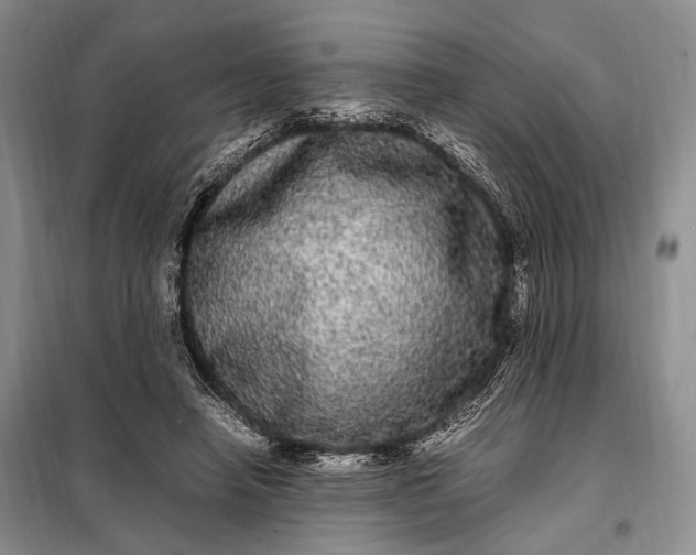 X0000098120450200804181525