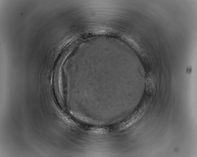 X0000098120454200804181525