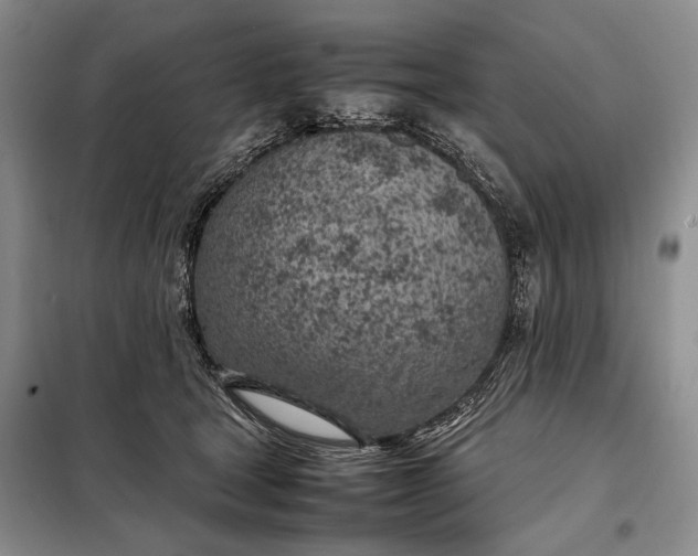 X0000098120465200804181525