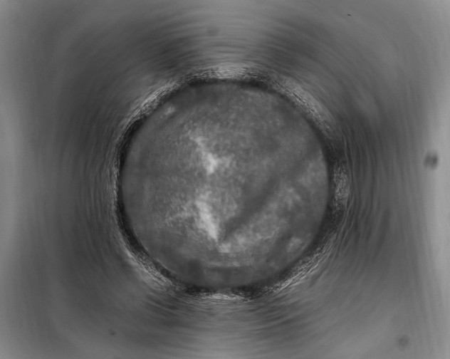 X0000098120542200804181523