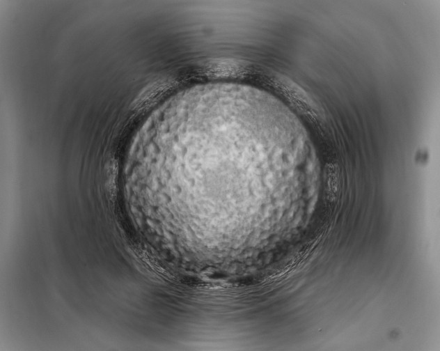X0000098120550200804181523