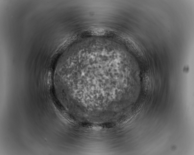 X0000098120598200804181522