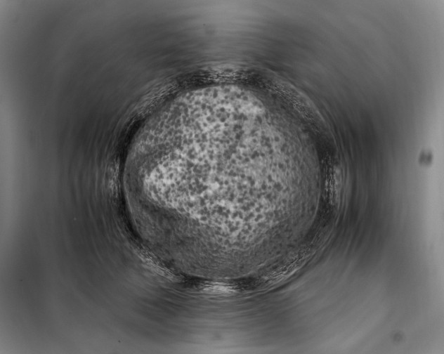 X0000098120610200804181522