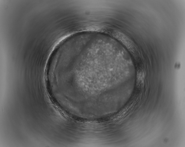 X0000098120628200804181521