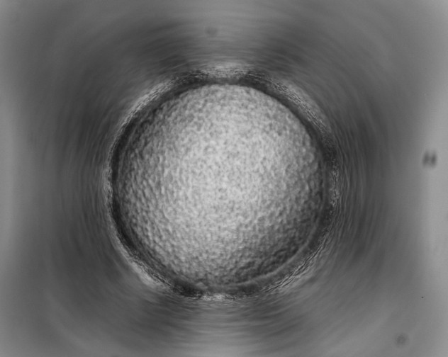 X0000098120634200804181521