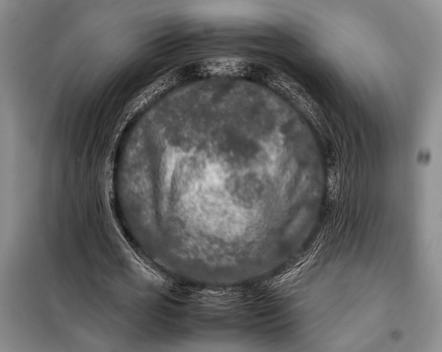 X0000098120725200804181520