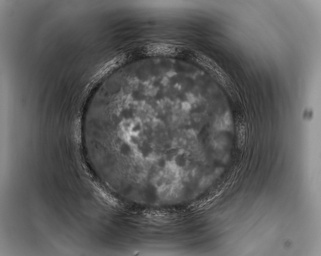 X0000098120729200804181520