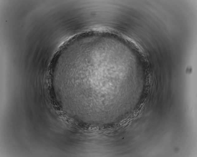 X0000098120776200804181519