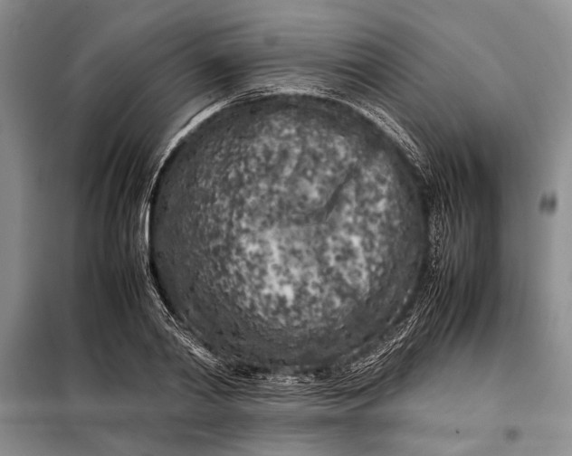 X0000098120790200804181519