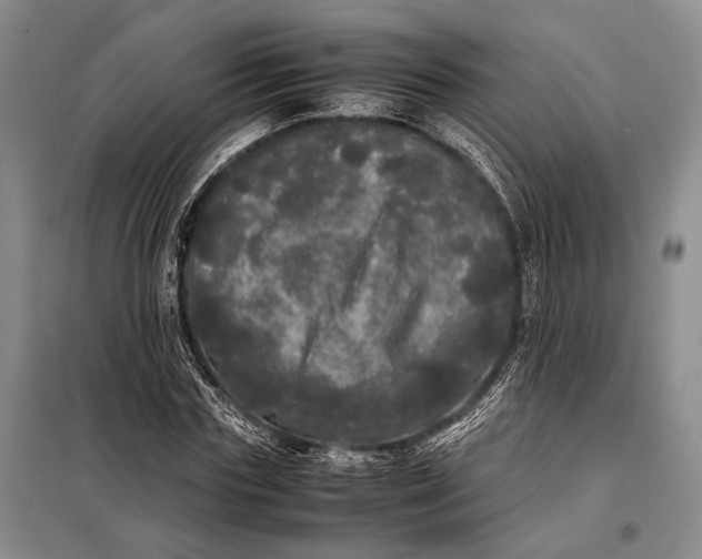 X0000098120827200804181518