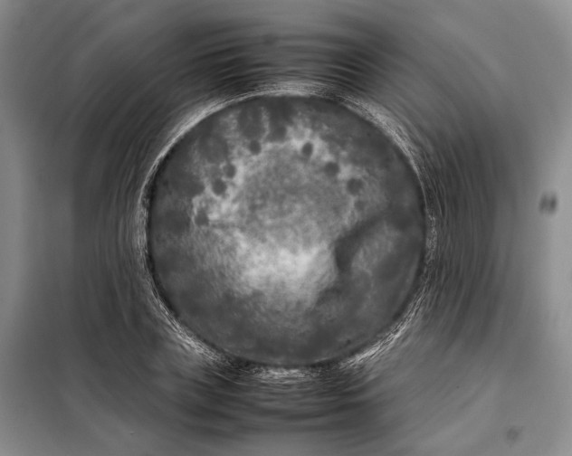 X0000098120835200804181518