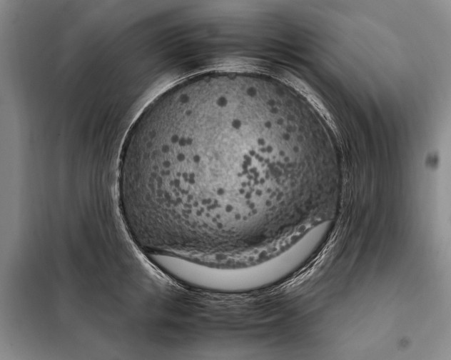 X0000098120853200804181519