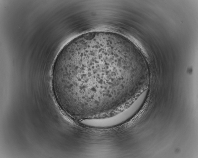 X0000098120854200804181519