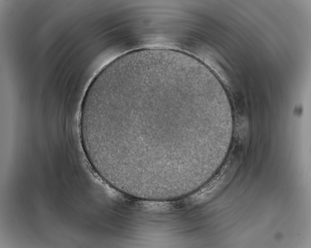 X0000098120856200804181519