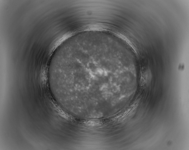 X0000098120874200804181518
